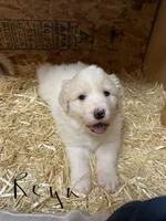 processed/97f0c304-921f-41a0-a140-ceeef1d5bdce/listing/e1cfec1d-8948-4c39-a5bf-6a8c6a58602a/f54be72e-26ec-41df-a327-66dc11ff65ff