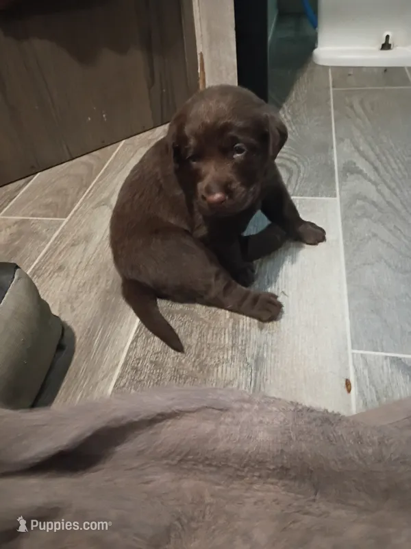 Peyton f3 – Labrador Retriever puppy for sale in Zephyrhills, FL