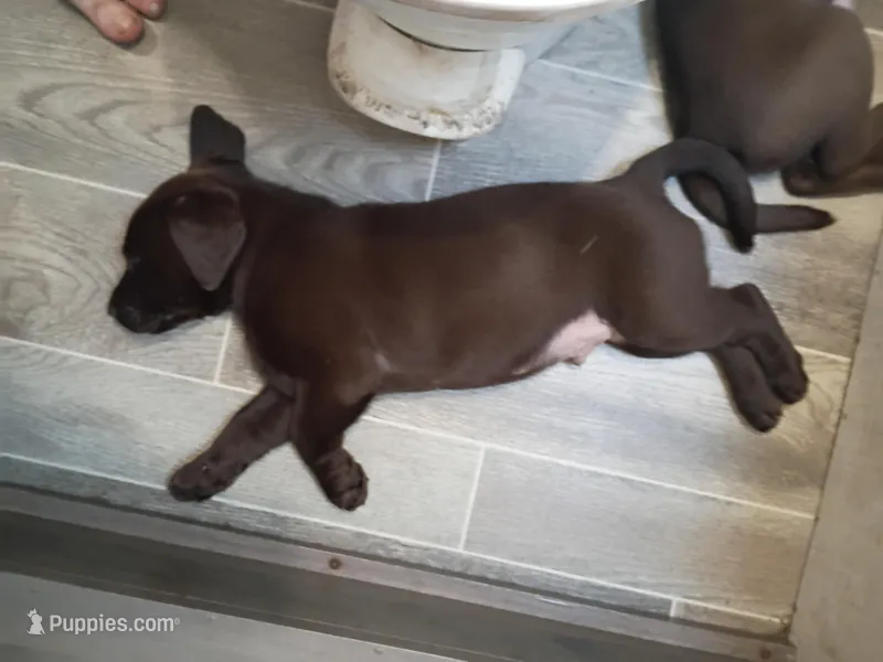 Payton m, a male Labrador Retriever for sale in Zephyrhills, FL – Photo 1 of 6