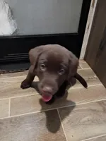 Payton m, a male Labrador Retriever for sale in Zephyrhills, FL – Photo 2 of 6