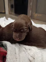 Payton m, a male Labrador Retriever for sale in Zephyrhills, FL – Photo 4 of 6