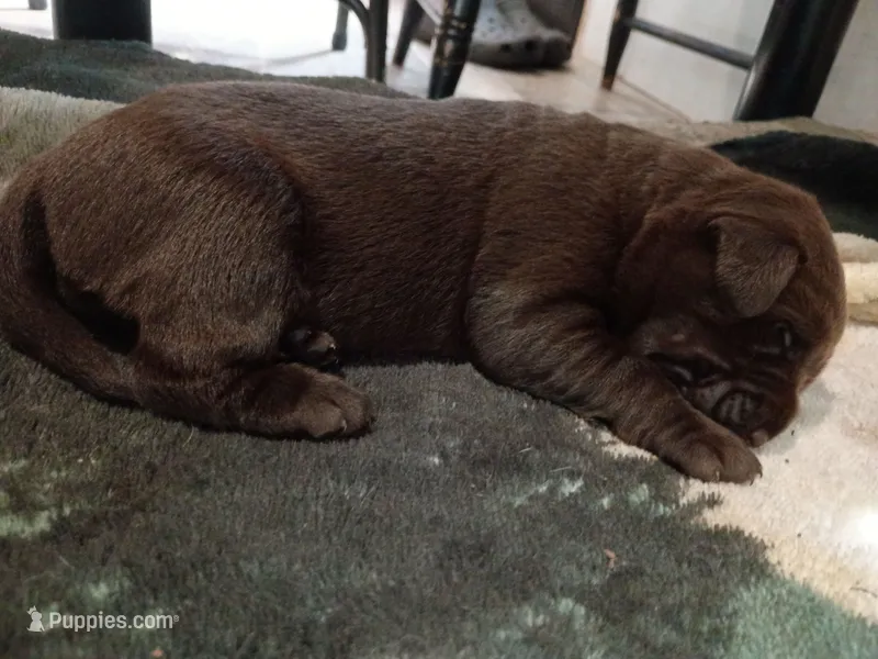 Peyton f2 – Labrador Retriever puppy for sale in Zephyrhills, FL