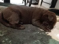 Peyton f2, a female Labrador Retriever for sale in Zephyrhills, FL – 1 of 3