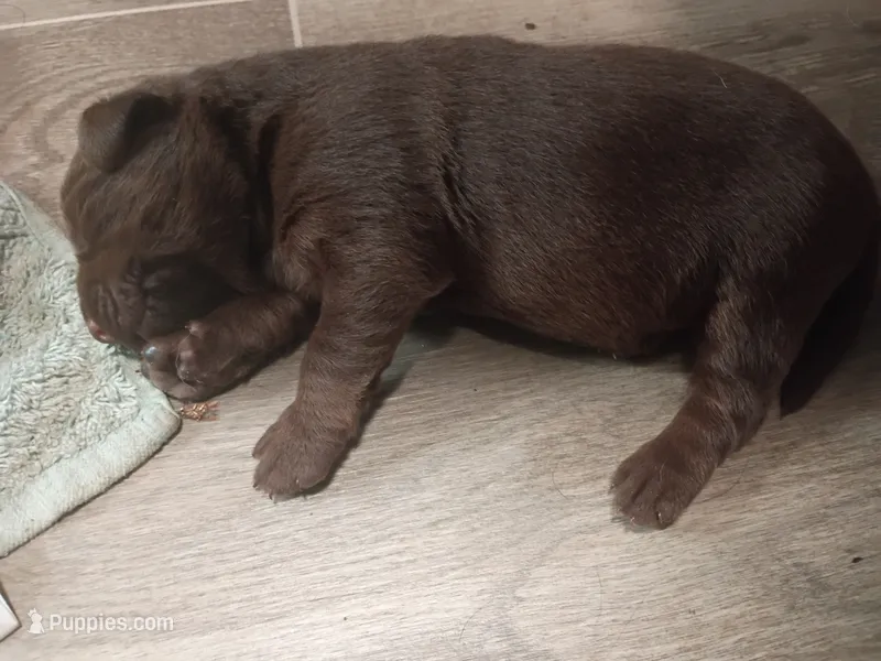Peyton f1 – Labrador Retriever puppy for sale in Zephyrhills, FL