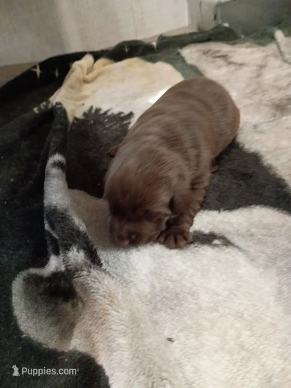 Peyton f1 – Labrador Retriever puppy for sale in Zephyrhills, FL