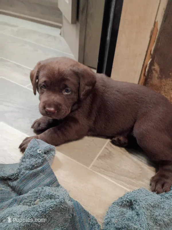 Peyton f3 – Labrador Retriever puppy for sale in Zephyrhills, FL