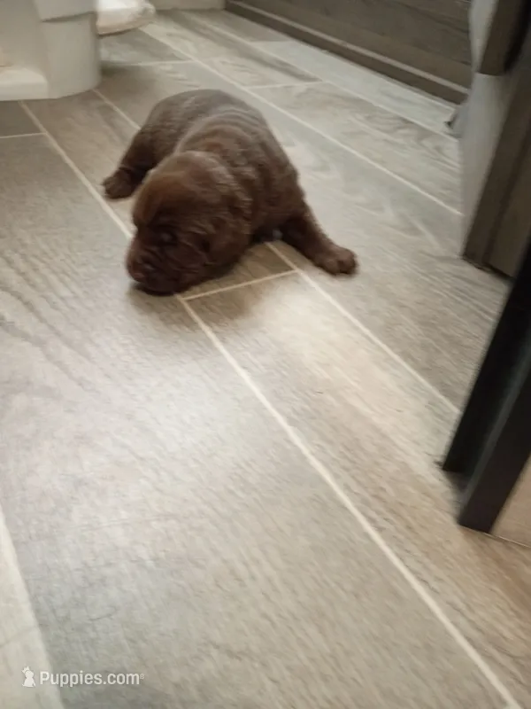 Peyton f3 – Labrador Retriever puppy for sale in Zephyrhills, FL