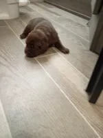 Peyton f3, a female Labrador Retriever for sale in Zephyrhills, FL – 1 of 3