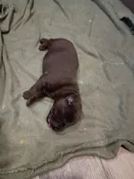 Peyton m, a male Labrador Retriever for sale in Zephyrhills, FL – Photo 2 of 2