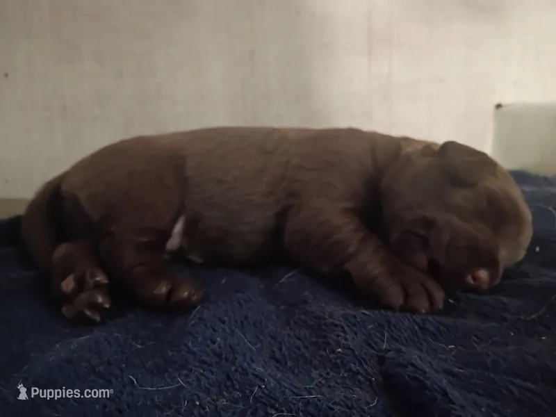 Peyton f3 – Labrador Retriever puppy for sale in Zephyrhills, FL