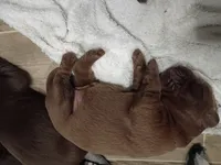 Peyton f1, a female Labrador Retriever for sale in Zephyrhills, FL – Photo 1 of 3