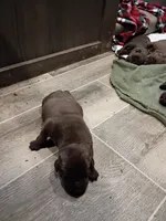 Peyton f1, a female Labrador Retriever for sale in Zephyrhills, FL – Photo 3 of 3