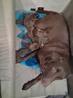 Peyton f1, a female Labrador Retriever for sale in Zephyrhills, FL – Photo 2 of 3