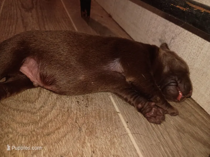 Peyton m1 – Labrador Retriever puppy for sale in Zephyrhills, FL