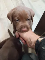 Peyton f3, a female Labrador Retriever for sale in Zephyrhills, FL – Photo 3 of 7