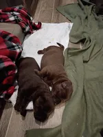 Peyton f3, a female Labrador Retriever for sale in Zephyrhills, FL – Photo 6 of 7