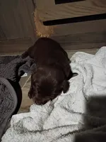 Peyton f3, a female Labrador Retriever for sale in Zephyrhills, FL – Photo 7 of 7