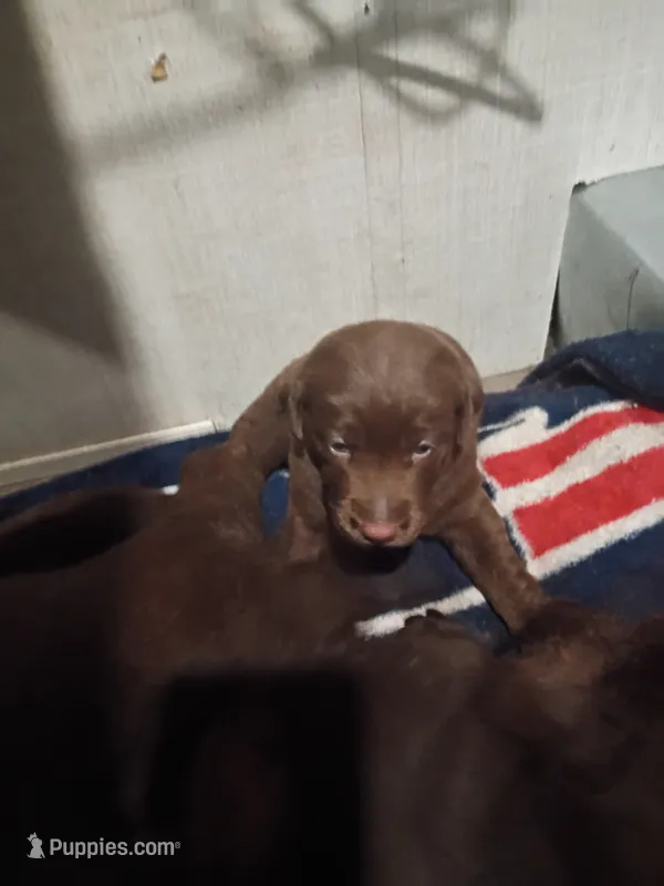 Peyton f2 – Labrador Retriever puppy for sale in Zephyrhills, FL
