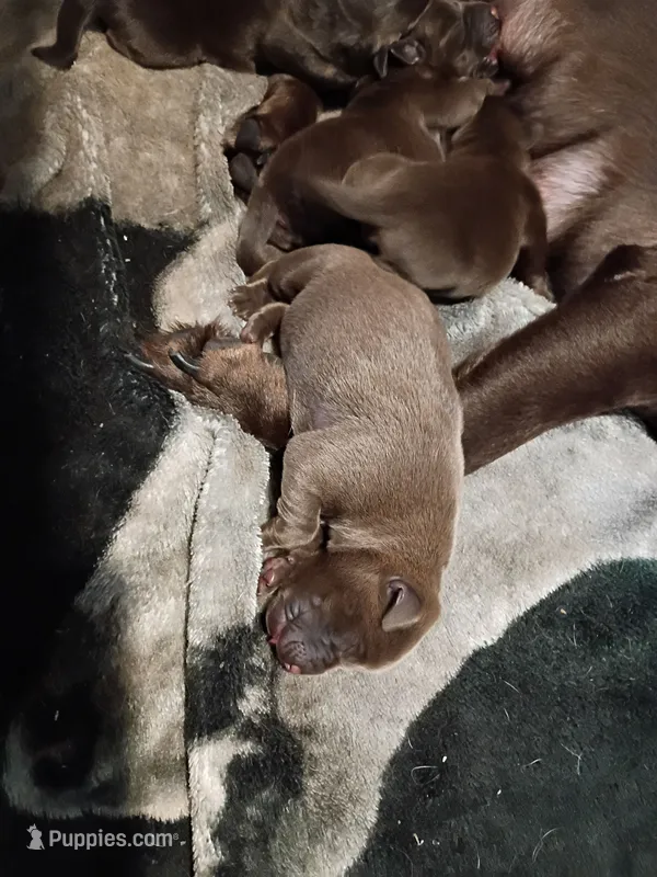 Peyton m2 – Labrador Retriever puppy for sale in Zephyrhills, FL