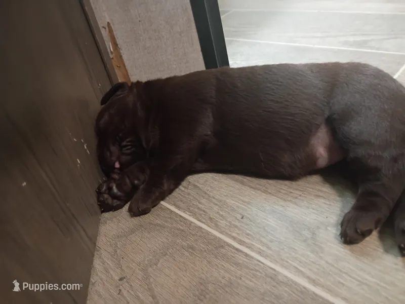 Peyton f2 – Labrador Retriever puppy for sale in Zephyrhills, FL