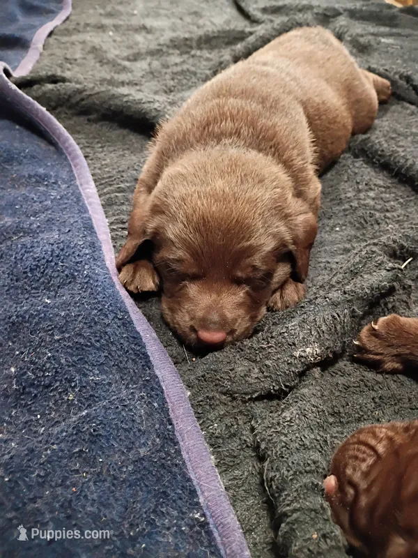 Peyton f3 – Labrador Retriever puppy for sale in Zephyrhills, FL