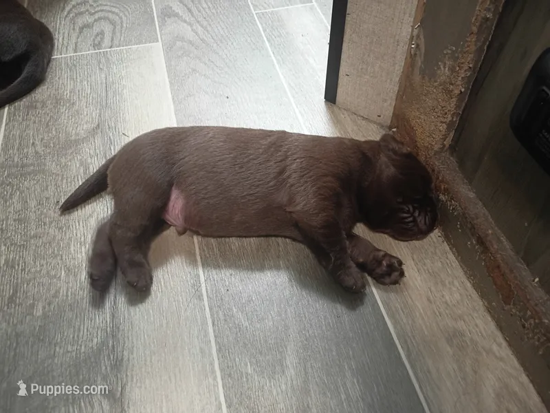 Peyton m2 – Labrador Retriever puppy on hold in Zephyrhills, FL