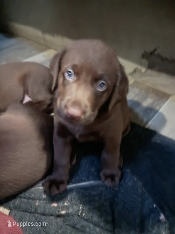 Peyton f3 – Labrador Retriever puppy for sale in Zephyrhills, FL