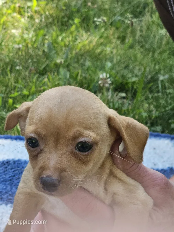 Annie – Chiweenie puppy for sale in Post Falls, ID
