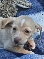 Oakley, a male Chiweenie for sale in Post Falls, ID – 2 of 3