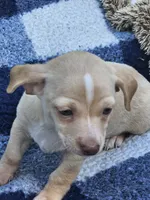 Oakley, a male Chiweenie for sale in Post Falls, ID – 3 of 3