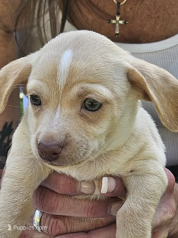 Oakley – Chiweenie puppy for sale in Post Falls, ID