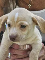 Oakley, a male Chiweenie for sale in Post Falls, ID – 1 of 3