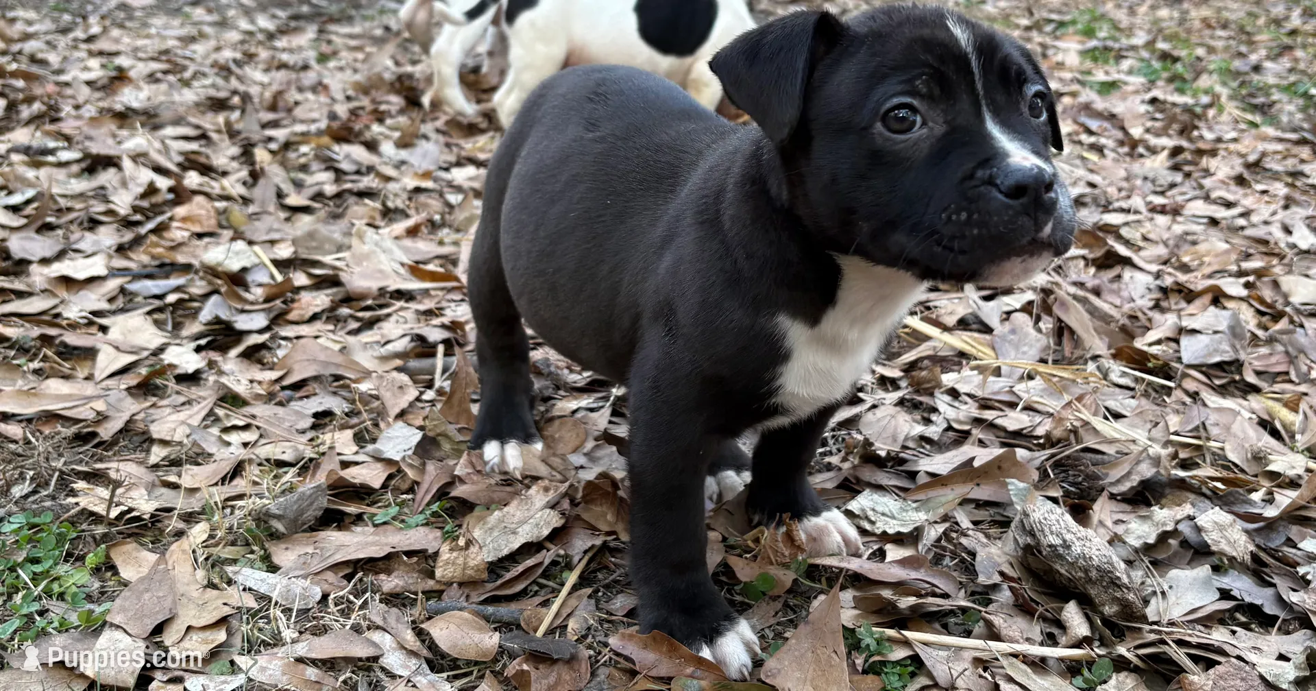 Black Xxl American Bulldog | TikTok, image size:1920x1008