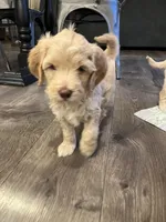 Mags (Magnolia) , a female Miniature Goldendoodle and Golden Mountain Doodle for sale in Logan, UT – Photo 3 of 5