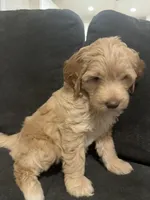 Mags (Magnolia) , a female Miniature Goldendoodle and Golden Mountain Doodle for sale in Logan, UT – Photo 2 of 5