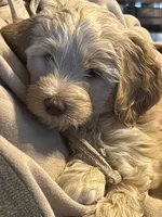 Mags (Magnolia) , a female Miniature Goldendoodle and Golden Mountain Doodle for sale in Logan, UT – Photo 1 of 5