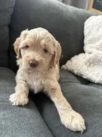 Mags (Magnolia) , a female Miniature Goldendoodle and Golden Mountain Doodle for sale in Logan, UT – Photo 5 of 5