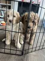 Rue (Rutabaga) Hunger Games Theme, a female Miniature Goldendoodle and Golden Mountain Doodle for sale in Logan, UT – Photo 5 of 7