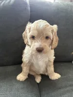 Rue (Rutabaga) Hunger Games Theme, a female Miniature Goldendoodle and Golden Mountain Doodle for sale in Logan, UT – Photo 6 of 7