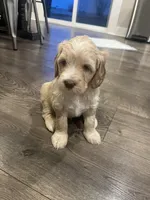 Rue (Rutabaga) Hunger Games Theme, a female Miniature Goldendoodle and Golden Mountain Doodle for sale in Logan, UT – Photo 1 of 7