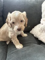 Rue (Rutabaga) Hunger Games Theme, a female Miniature Goldendoodle and Golden Mountain Doodle for sale in Logan, UT – Photo 7 of 7