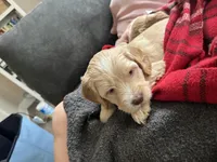 Rue (Rutabaga) Hunger Games Theme, a female Miniature Goldendoodle and Golden Mountain Doodle for sale in Logan, UT – Photo 3 of 7