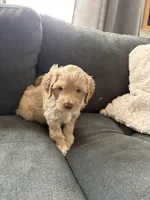 Cinna (Cinnamon) , a male Miniature Bernedoodle and Miniature Goldendoodle for sale in Logan, UT – Photo 7 of 7
