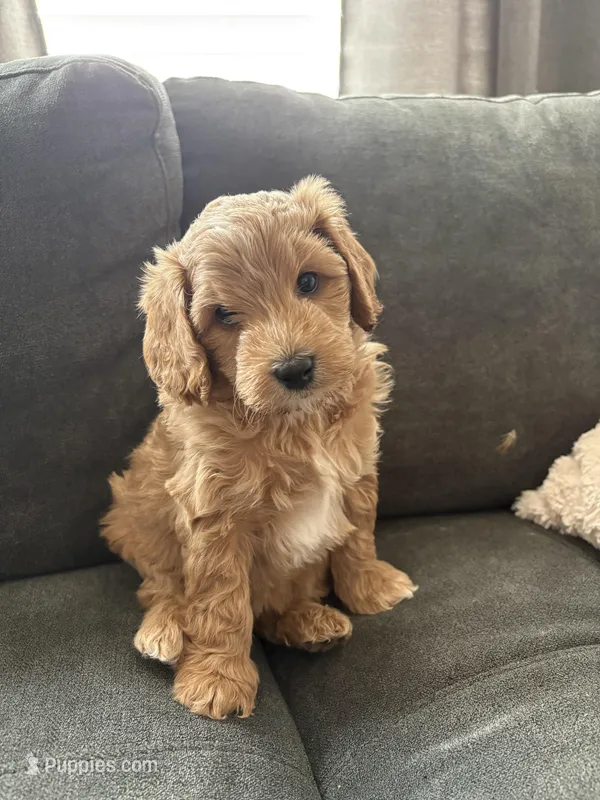 Cinna (Cinnamon) , a male Miniature Bernedoodle and Miniature Goldendoodle for sale in Logan, UT – Photo 1 of 7