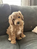 Cinna (Cinnamon) , a male Miniature Bernedoodle and Miniature Goldendoodle for sale in Logan, UT – Photo 1 of 7