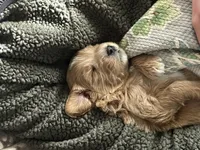 Cinna (Cinnamon) , a male Miniature Bernedoodle and Miniature Goldendoodle for sale in Logan, UT – Photo 3 of 7