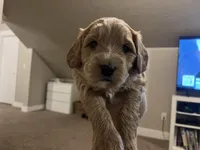 Cinna (Cinnamon) , a male Miniature Bernedoodle and Miniature Goldendoodle for sale in Logan, UT – Photo 2 of 7