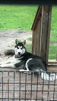 Sadie, a female Siberian Husky for sale in Havelock, NC – 2 of 4
