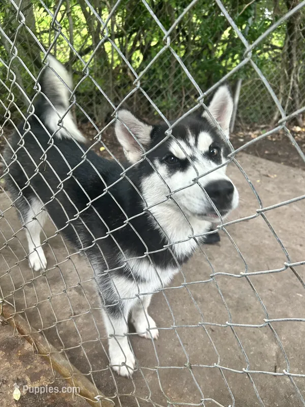 Sadie – Siberian Husky puppy for sale in Havelock, NC