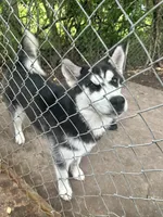 Sadie, a female Siberian Husky for sale in Havelock, NC – 1 of 4